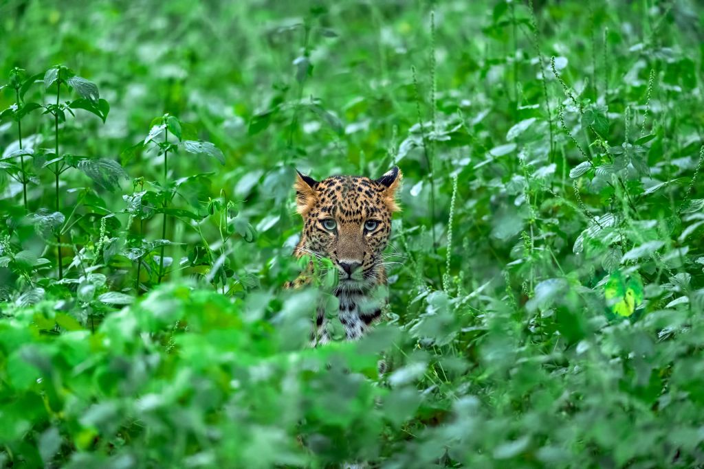 Leopard in the forest