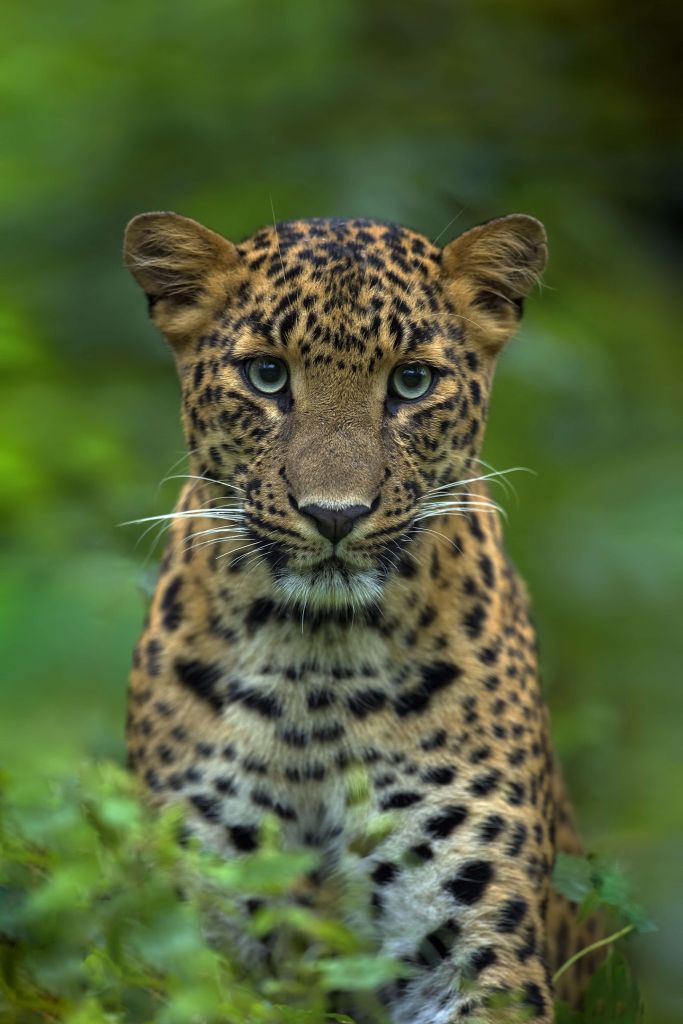 Concentrated leopard