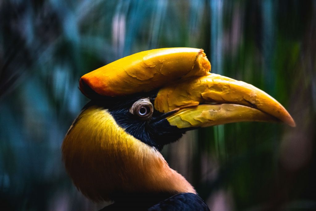 Double-horned hornbill