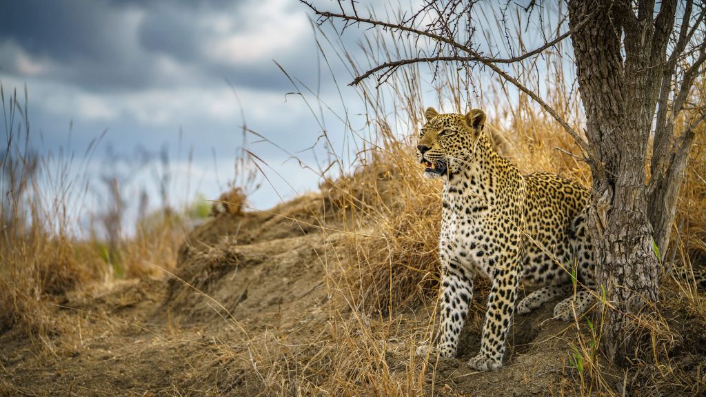 Leopard on the lookout