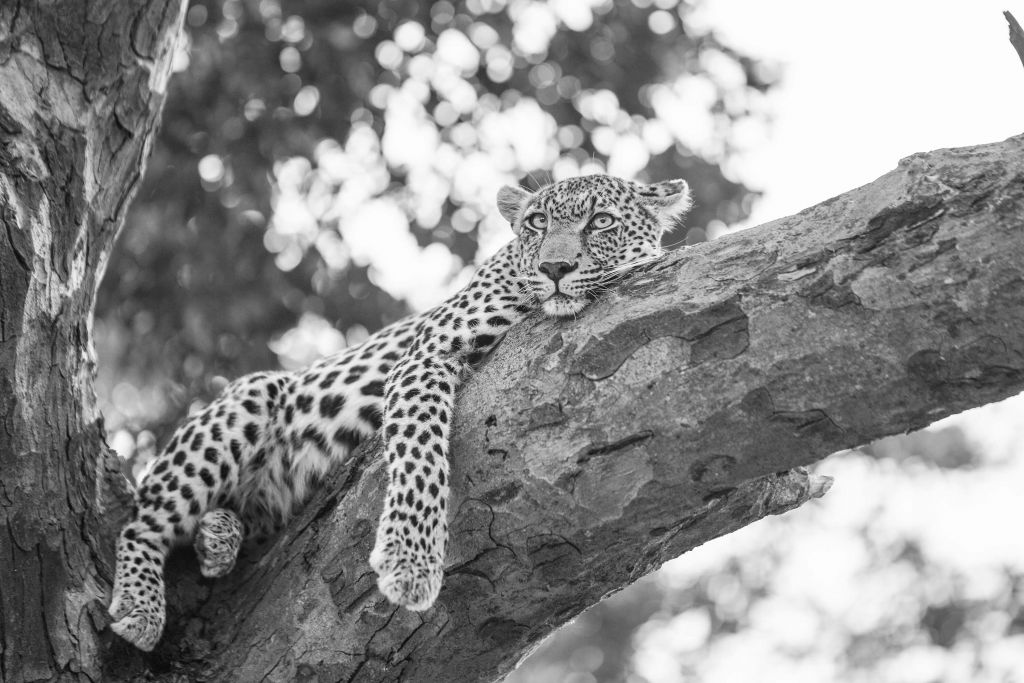 Resting Leopard