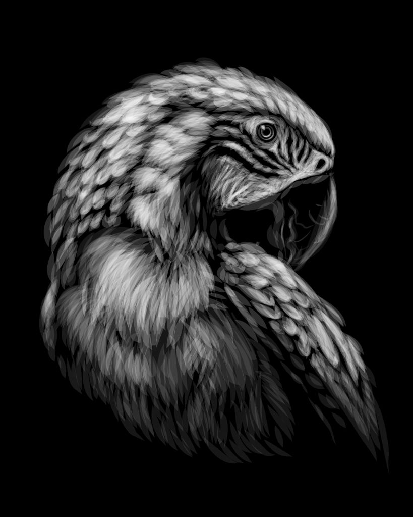 Drawn Macaw