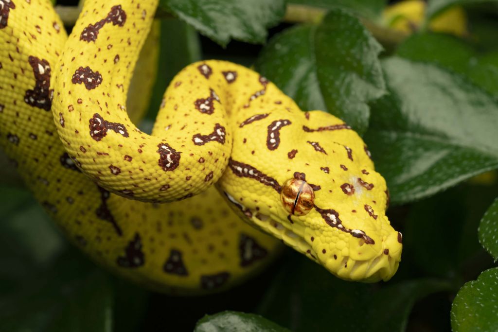 Close-up tree python