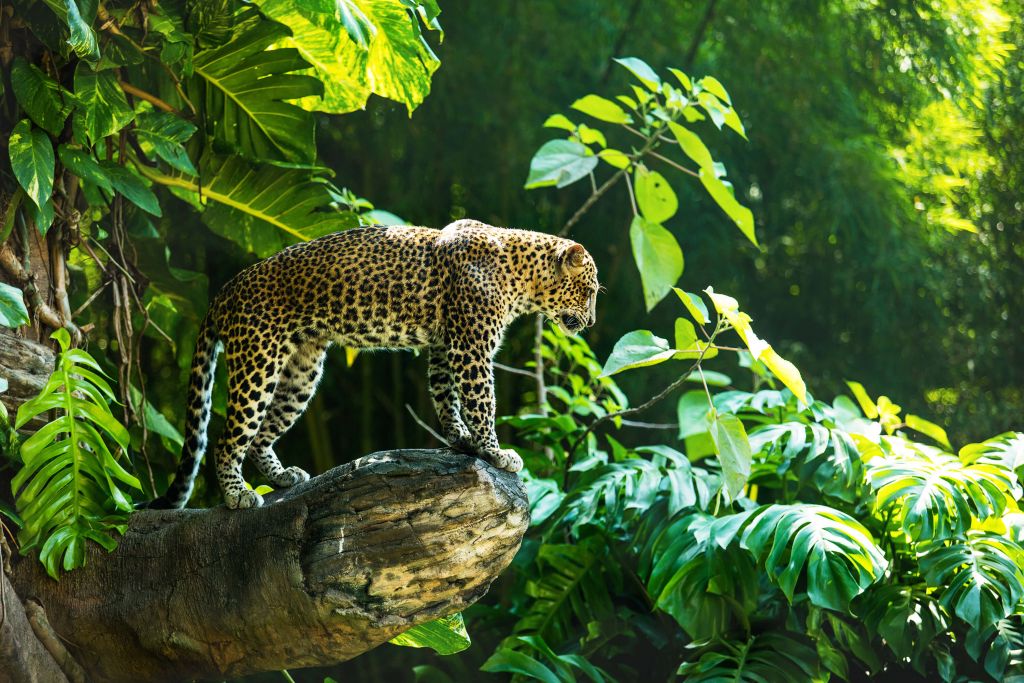 Leopard on a rock face