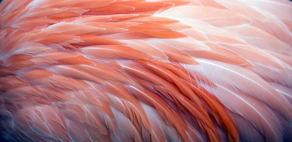 Close-up flamingo feathers