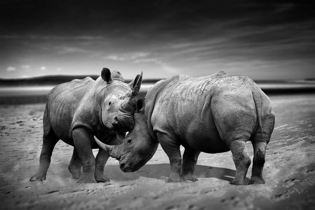 Bustling rhinos