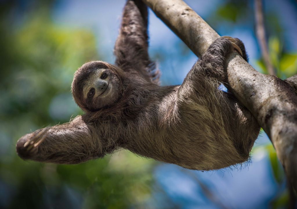 Cheerful sloth