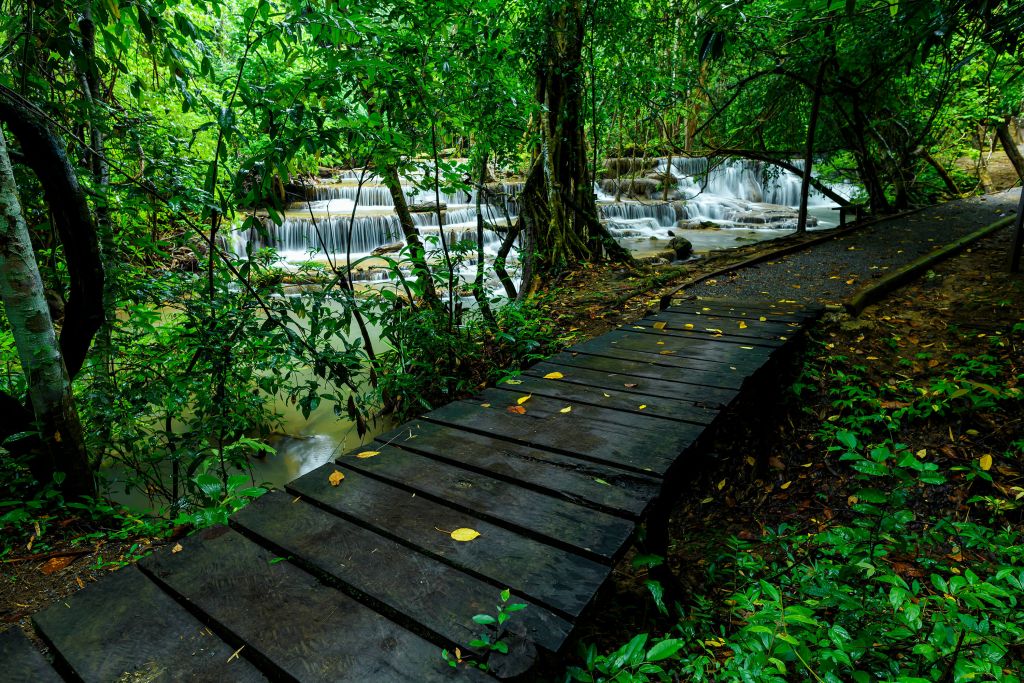 Footbridge in a jungle