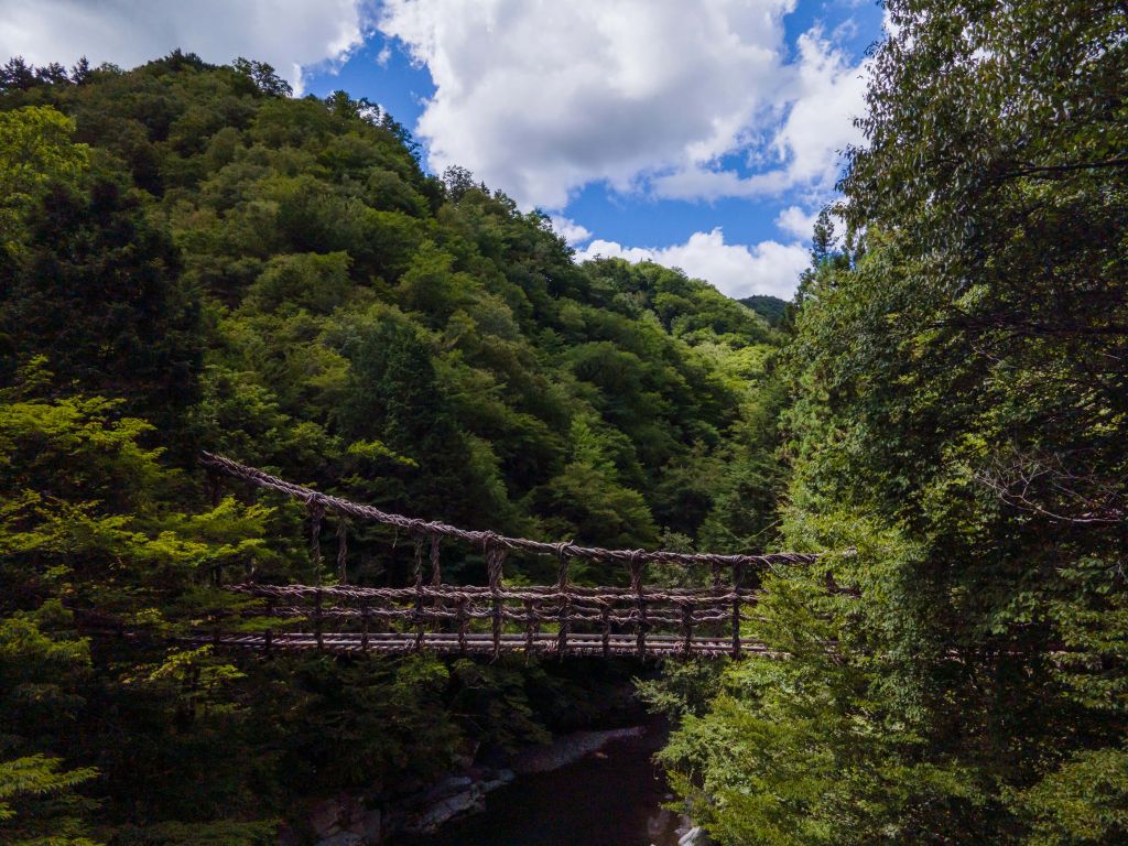 Bridge in a jungle