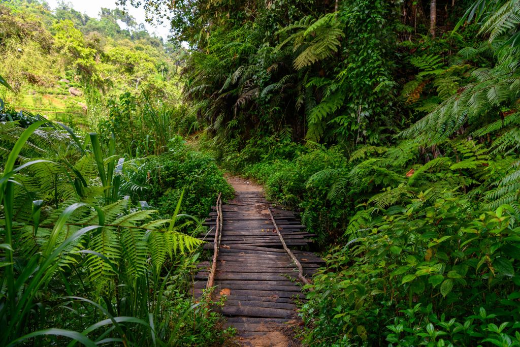 Wooden jungle bridge