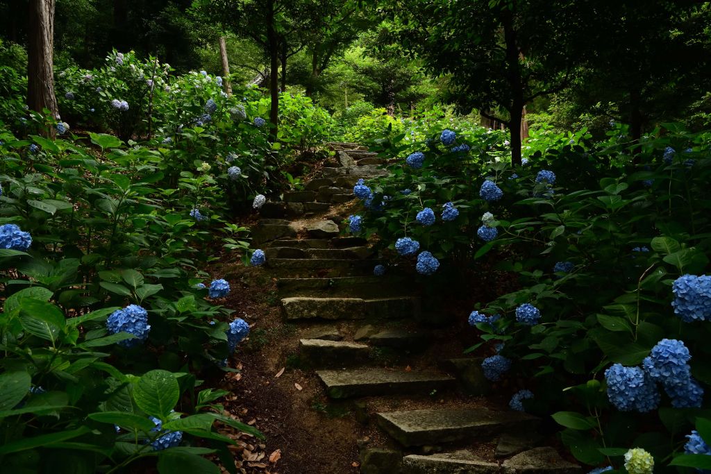 Jungle path
