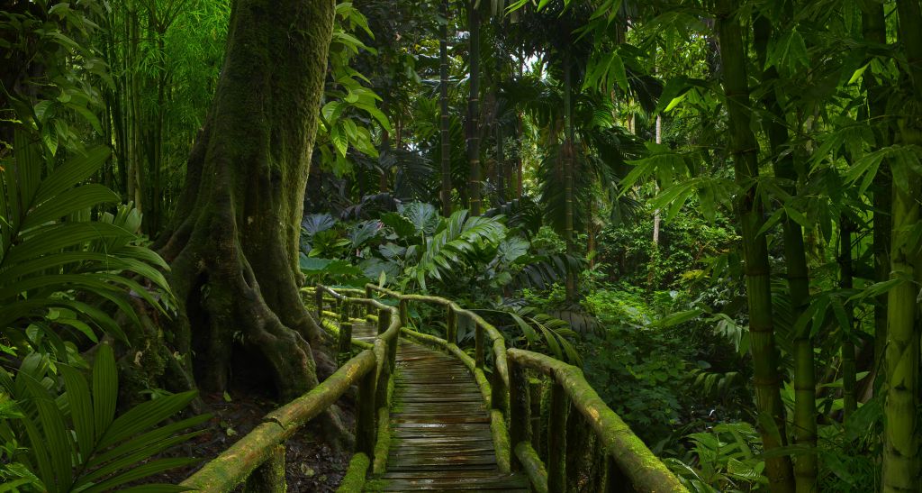 Narrow jungle bridge