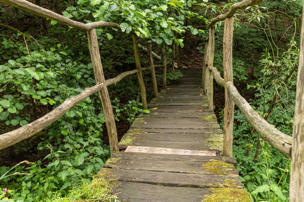 Close-up photo jungle bridge