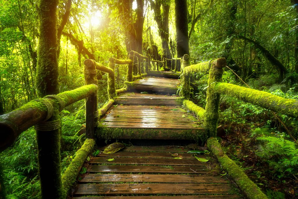 Large jungle stairs