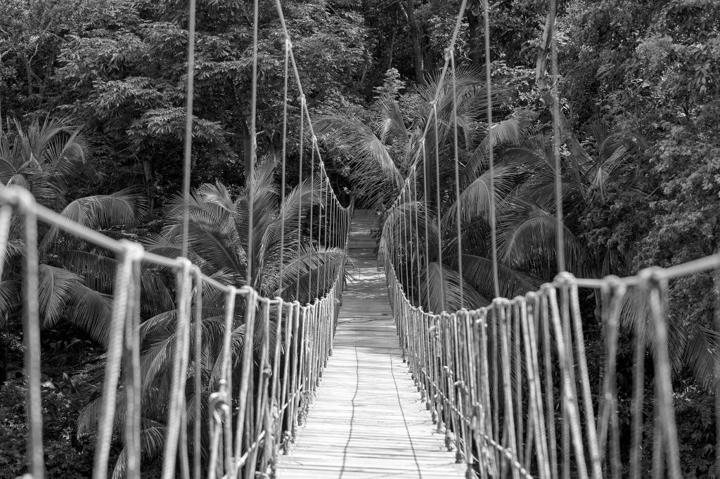 Wooden bridge between the palm trees