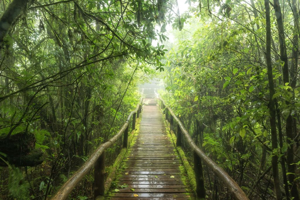 Green, misty jungle