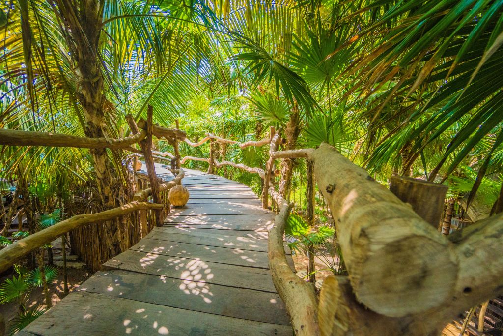 Tropical jungle bridge