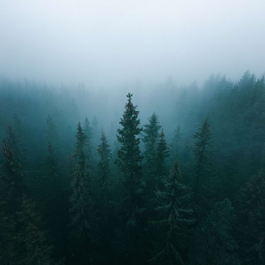 Tall trees in the mist
