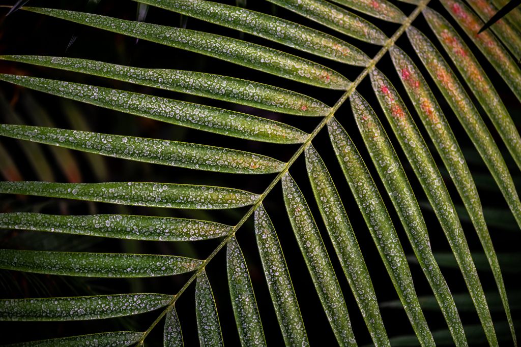 Close-up tropical leaves