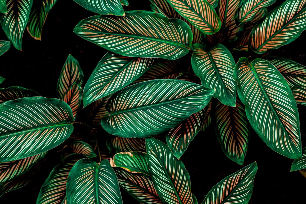 Abstract green leaves