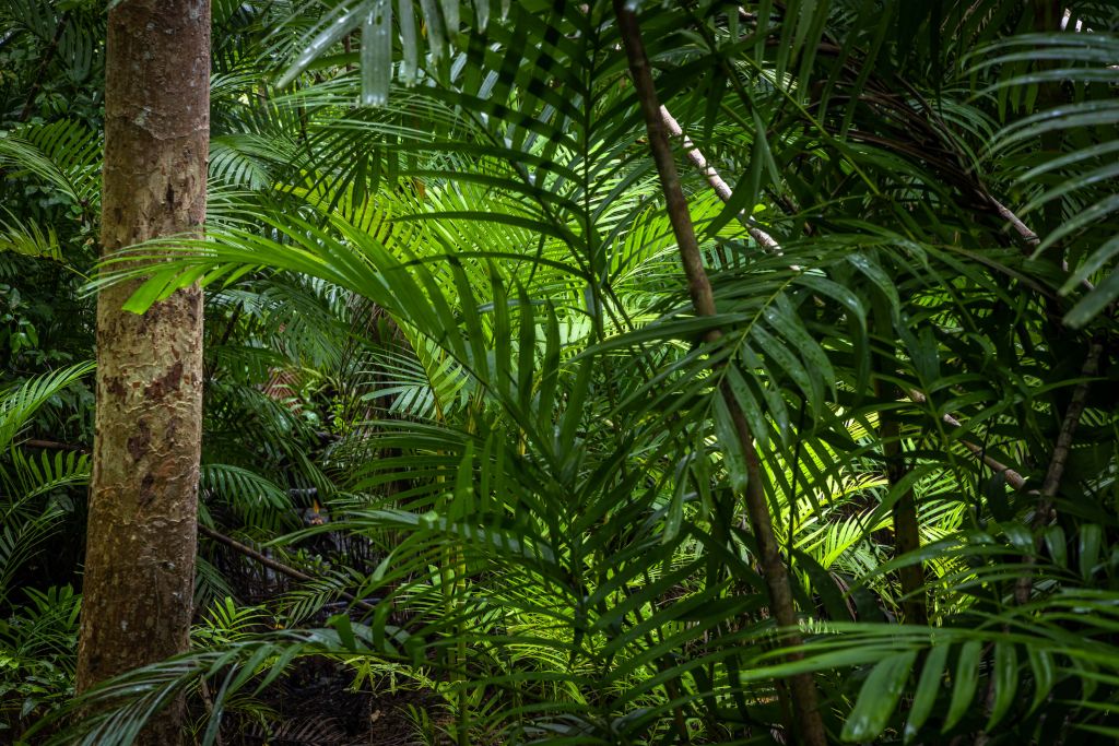 Tropical rainforest