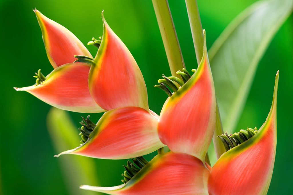 Red heliconia flower
