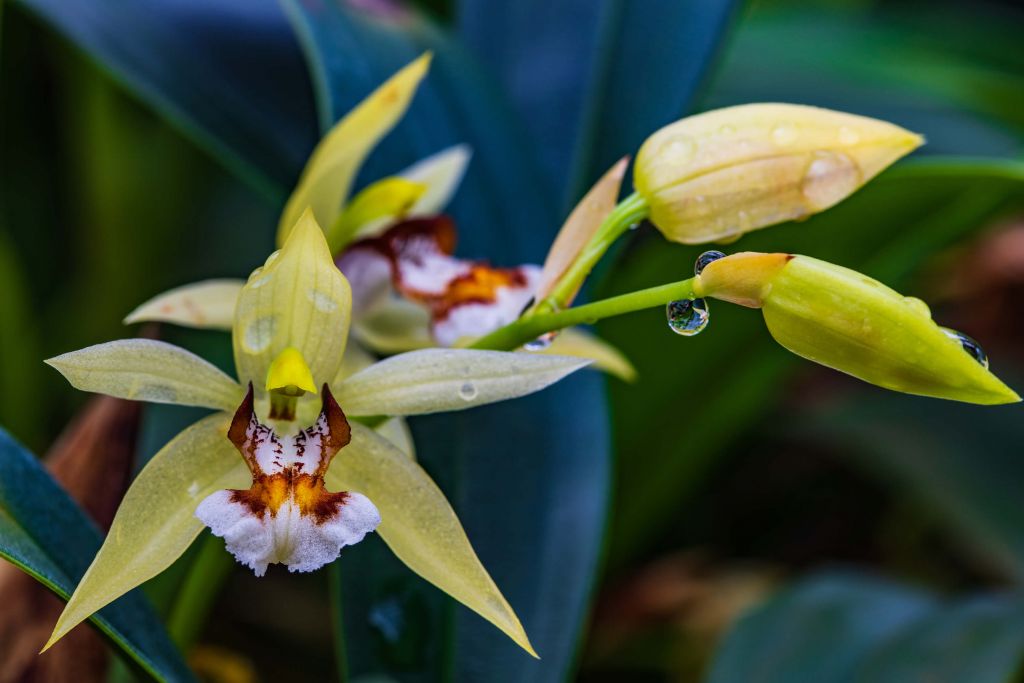 Wild yellow orchid