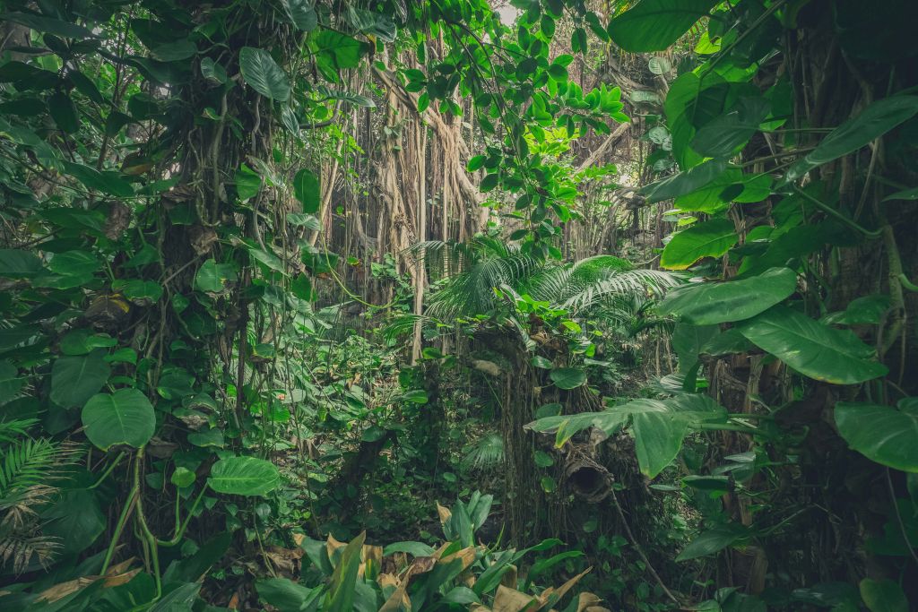 Branches in the rainforest