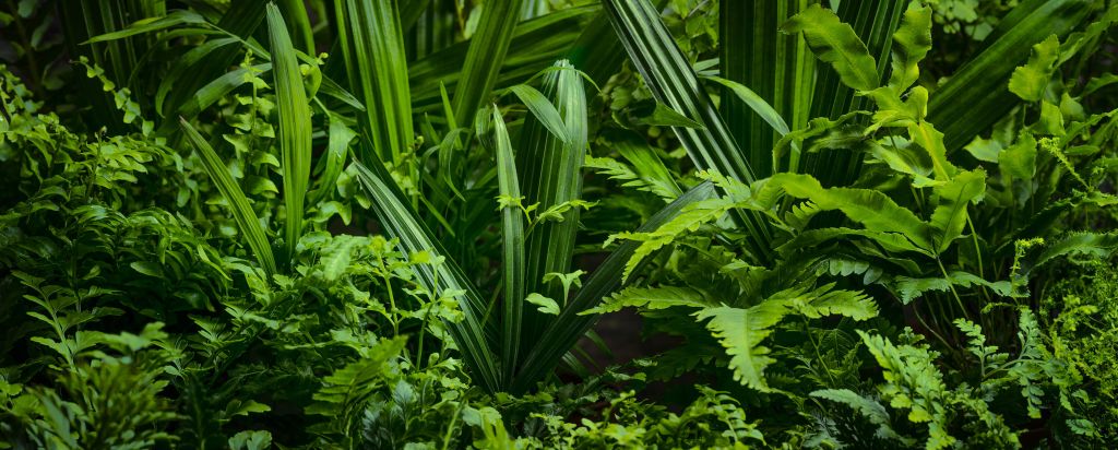 Panorama with plants