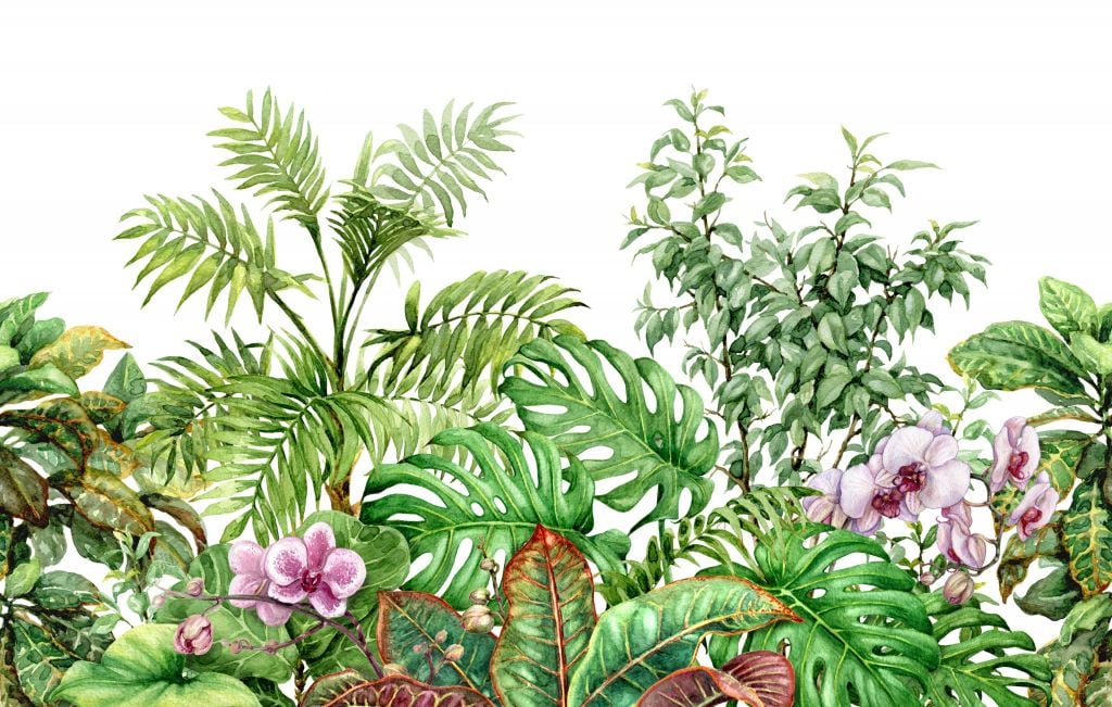 Tropical plants in watercolour