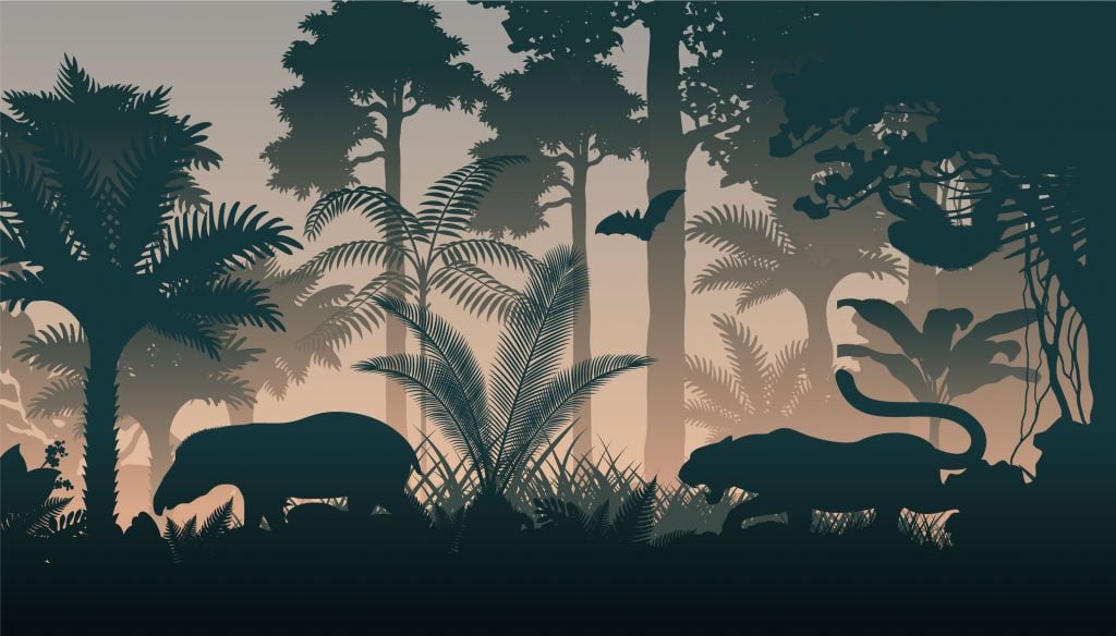 Jungle silhouettes in the evening
