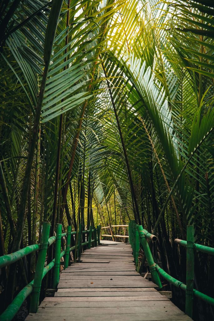 Bamboo bridge