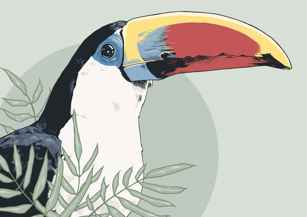 Coloured toucan