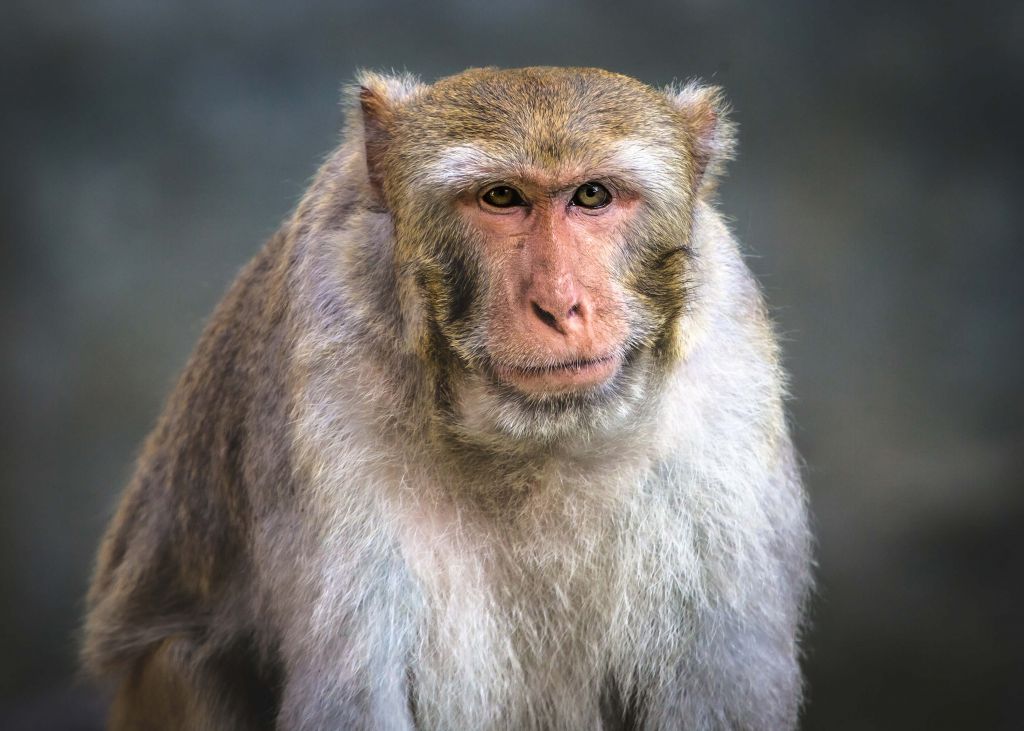 Close-up monkey