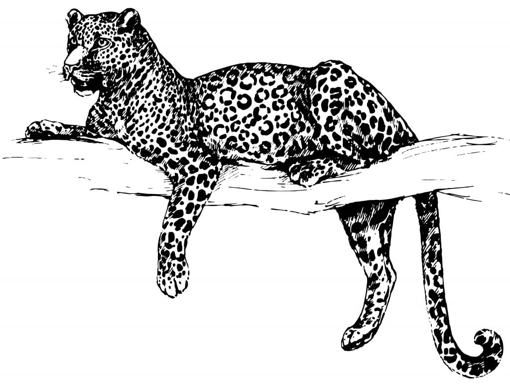 Drawn leopard