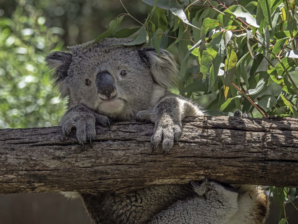 Cute koala
