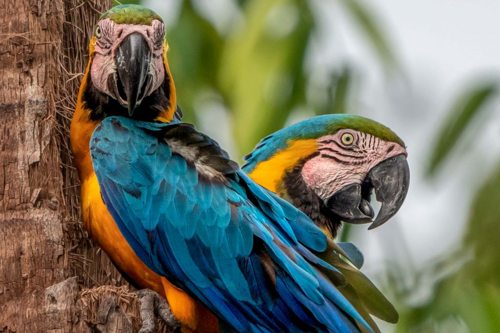 Two macaws