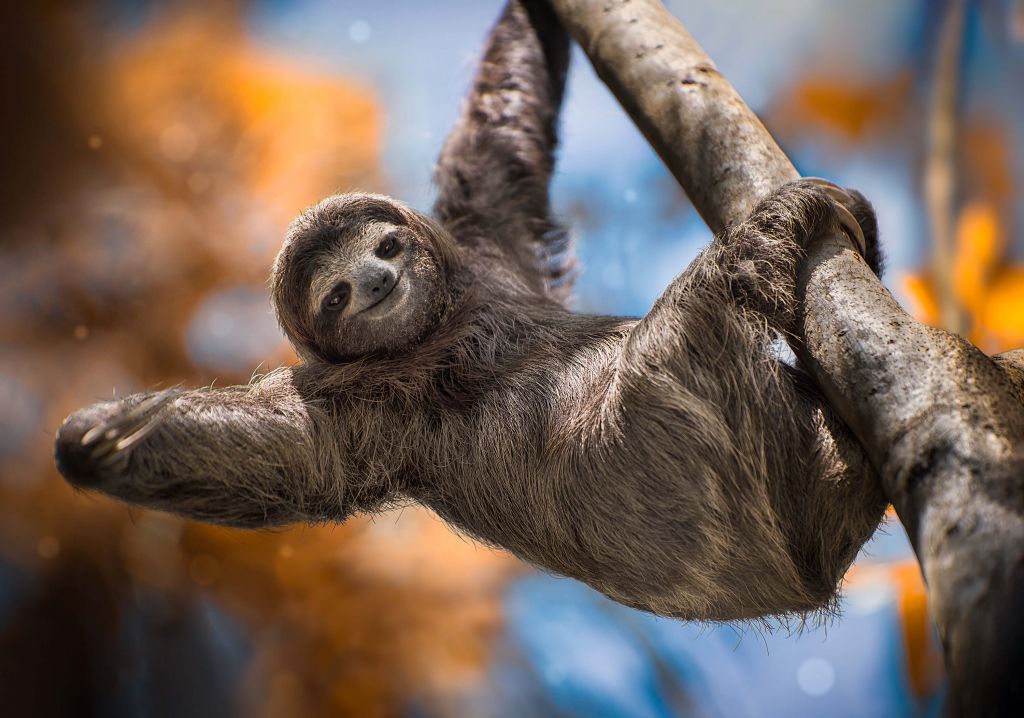 Cute sloth
