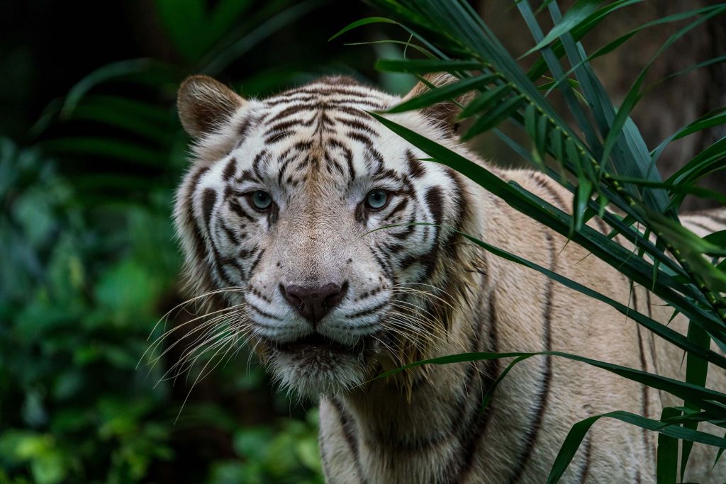 White tiger