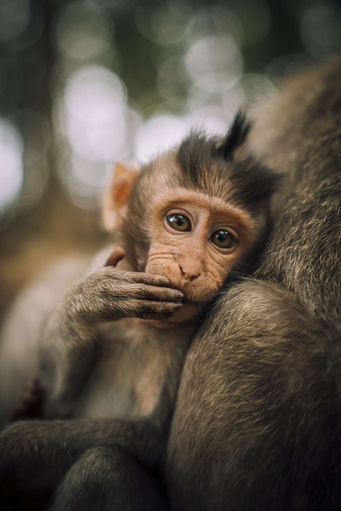 Close-up of a monkey