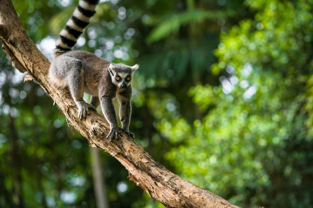 Ring-tailed monkey in a tree