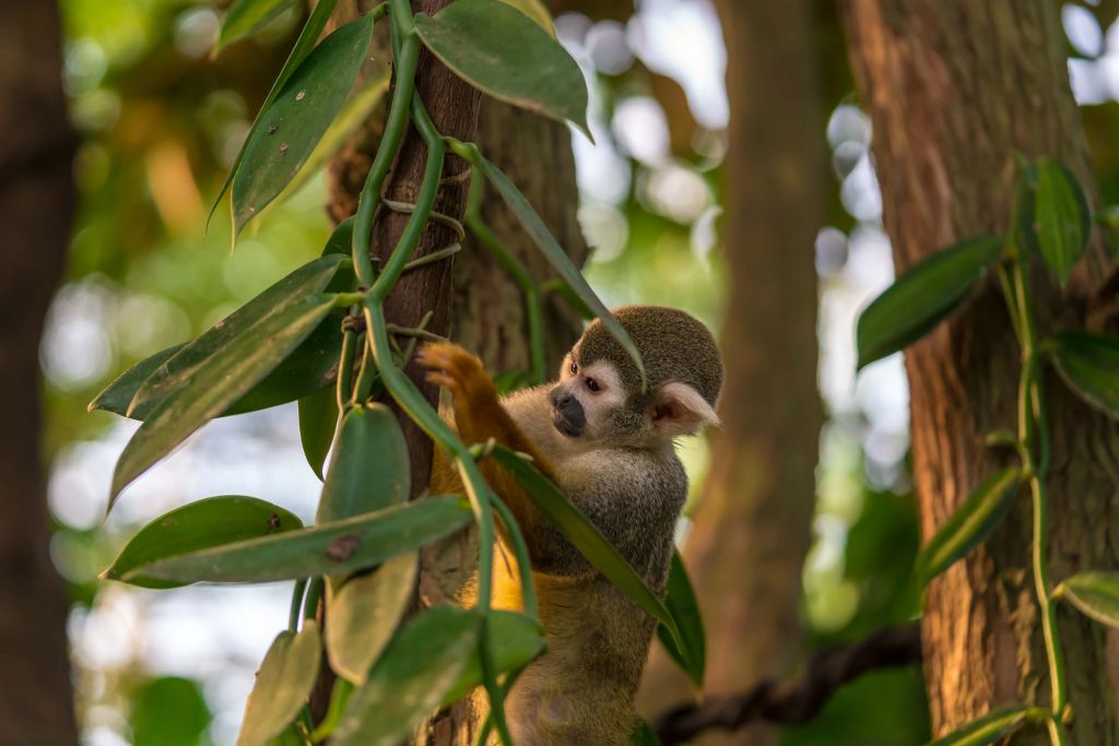 Small monkey in the trees