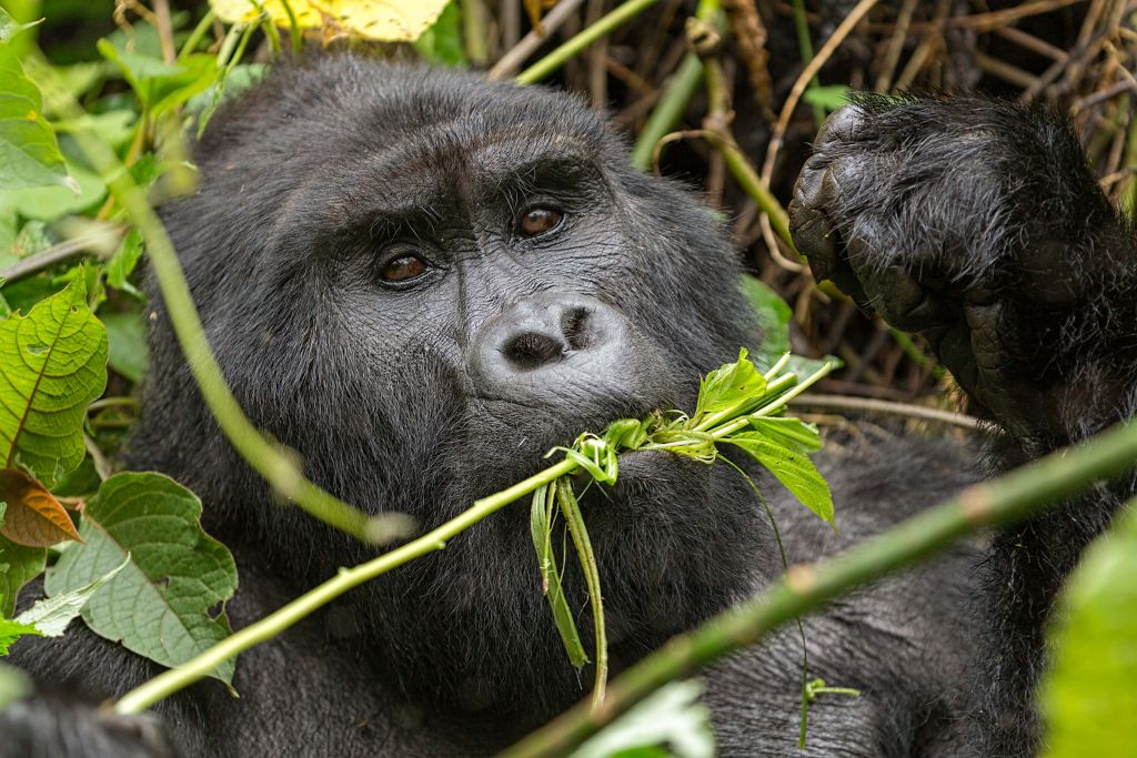 Gorilla between the branches