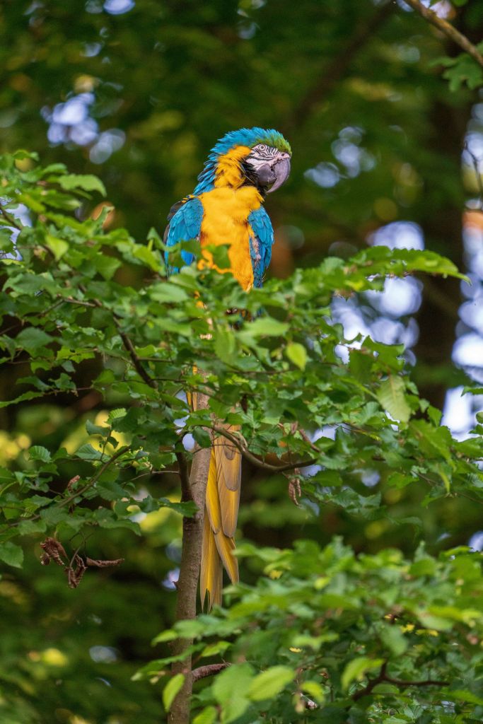 Macaw with blue wings