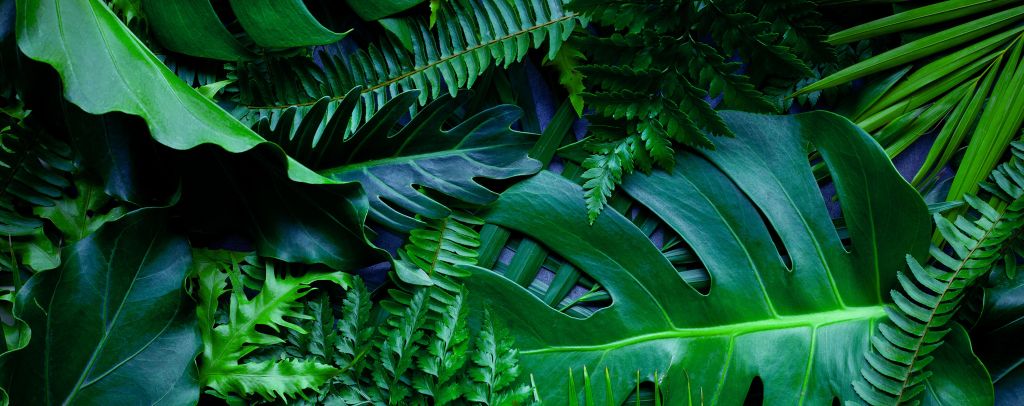 Green jungle leaves