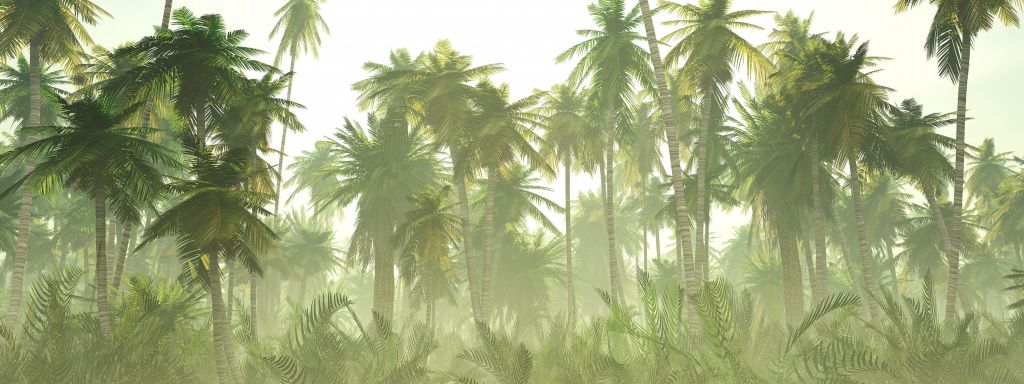 Misty jungle