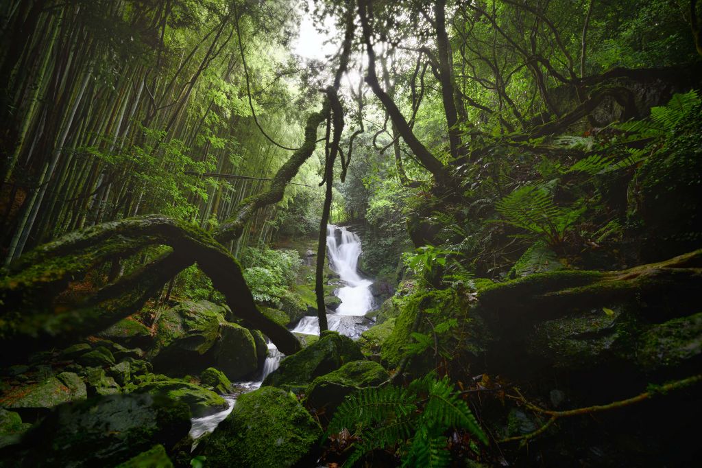 Waterfall surrounded by trees