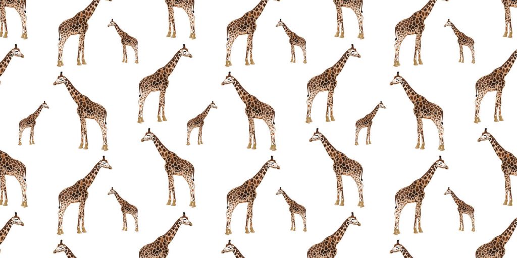 Giraffes