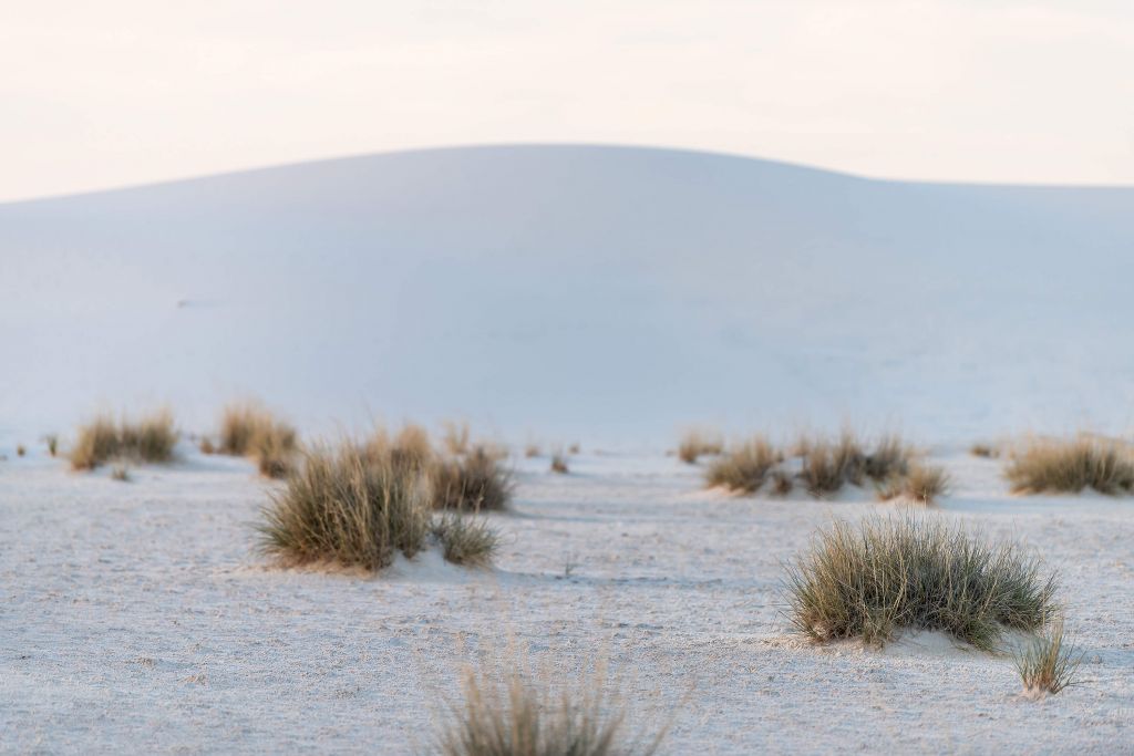 Plants on white sand