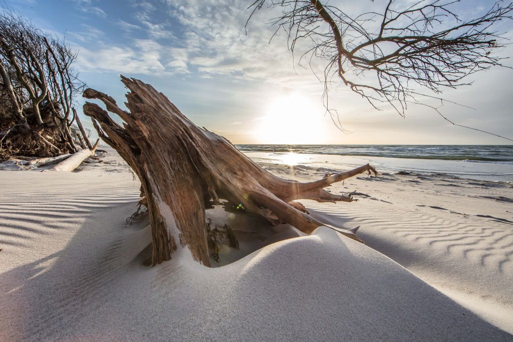 Wood in the sand